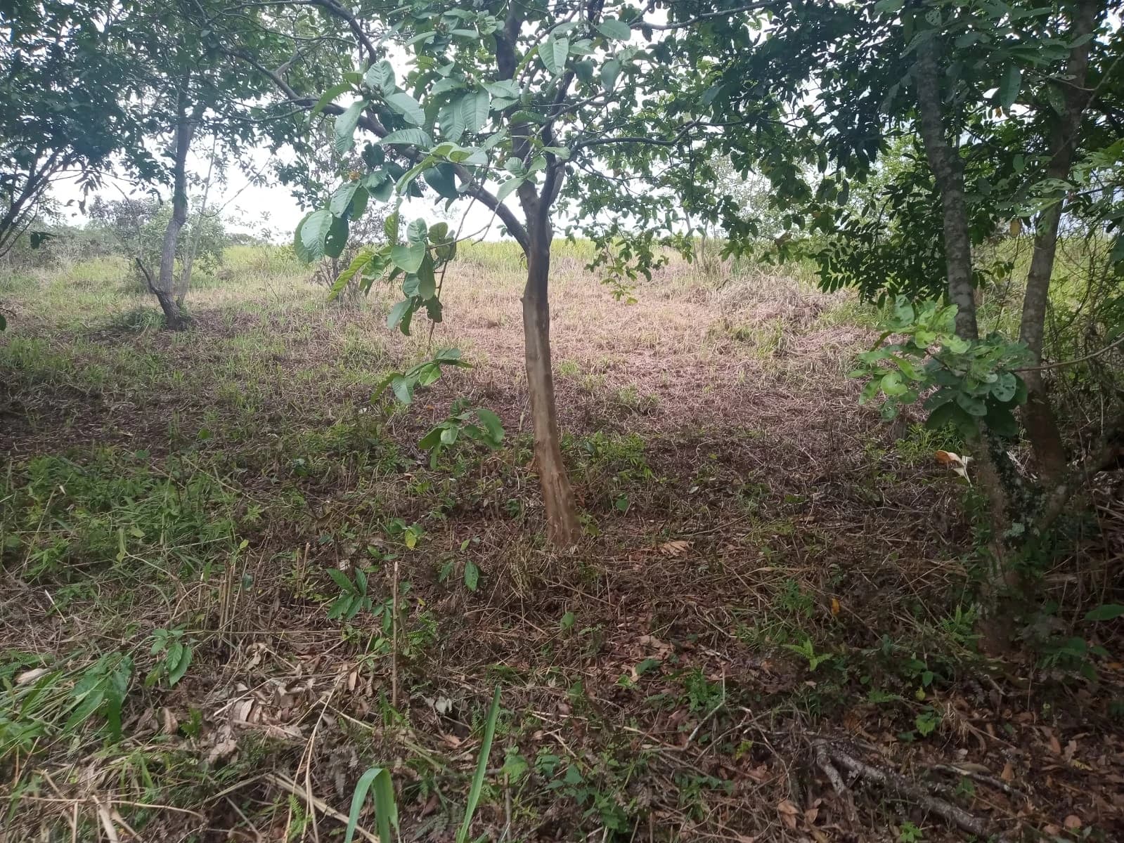 Terreno no bairro da Cotia, Guapimirim