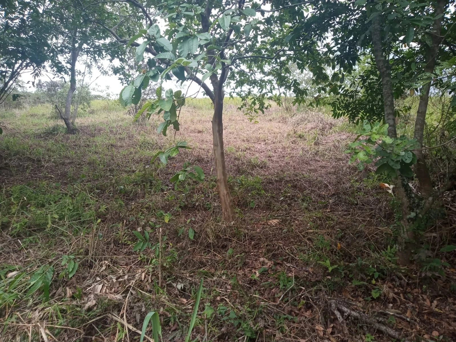 Terreno no bairro da Cotia, Guapimirim